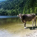 Strauss Saint Wolfgang