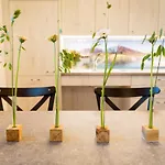 Strauss شقة Saint Wolfgang