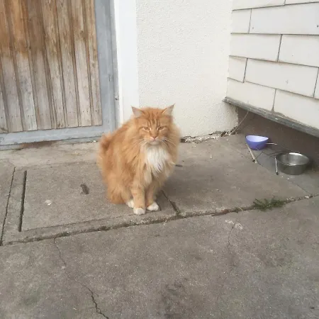 Strauss Апартаменты Sankt Wolfgang im Salzkammergut