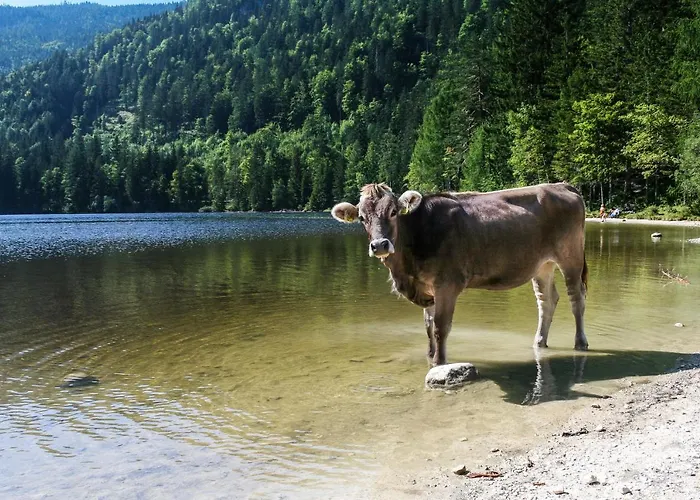 Strauss Sankt Wolfgang im Salzkammergut
