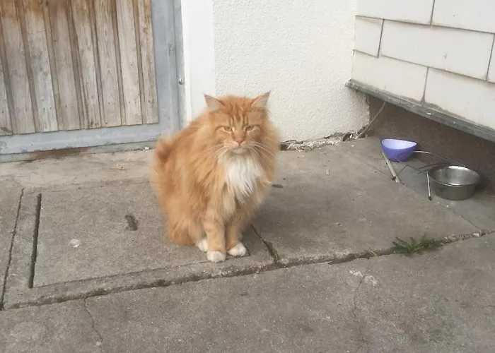 Strauss Appartement Saint Wolfgang